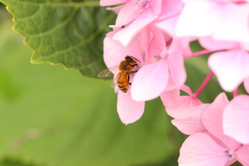 colorful hydrangea in a park