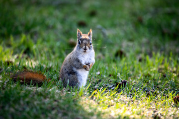squirrel on the grass