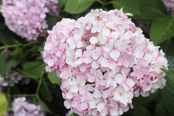 Fototapeta premium colorful hydrangea in a park