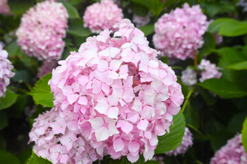 Obraz premium colorful hydrangea in a park