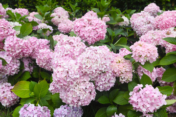 colorful hydrangea in a park