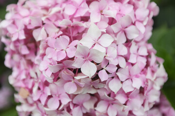 colorful hydrangea in a park