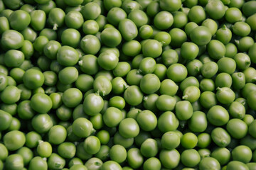 Green pea background. Pea freshly picked. Organic peas pods. Fresh vegetables. Healthy eating. Countryside garden harvest.