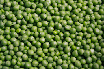 Green pea background. Pea freshly picked. Organic peas pods. Fresh vegetables. Healthy eating. Countryside garden harvest.