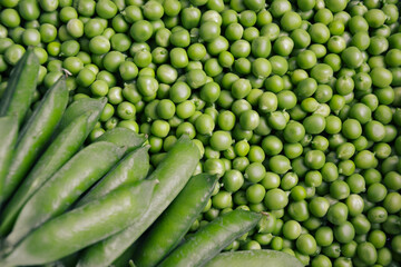 Green pea background. Pea freshly picked. Organic peas pods. Fresh vegetables. Healthy eating. Countryside garden harvest.