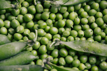 Green pea background. Pea freshly picked. Organic peas pods. Fresh vegetables. Healthy eating. Countryside garden harvest.