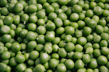 Green pea background. Pea freshly picked. Organic peas pods. Fresh vegetables. Healthy eating. Countryside garden harvest.