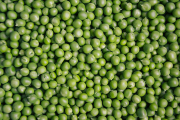 Green pea background. Pea freshly picked. Organic peas pods. Fresh vegetables. Healthy eating. Countryside garden harvest.