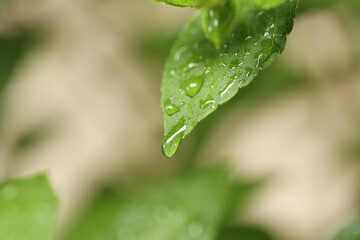 drop of water on the leaves