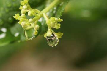 drop of water on the leaves