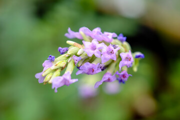 Flower of red holy Basil against a green natural out of focus background. High quality photo