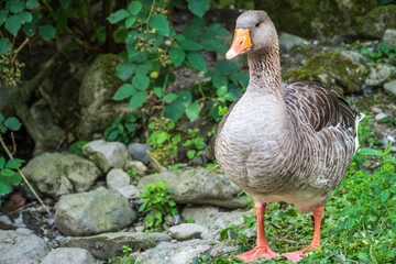 Naklejka na ściany i meble The wild greylag goose walks along the green shore of the pond