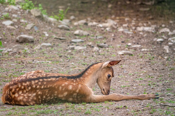 A young sika deer Lying on the ground and grass