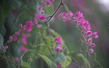 Pink Mexican creeper flower bunch with green blur background
