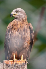 The common buzzard Buteo buteo bird of prey sits on branch in the aviary