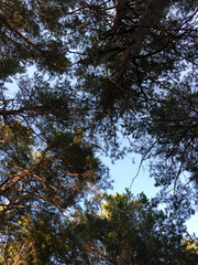 trees and sky