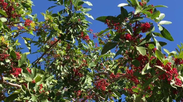 Red pepper corns tree being blown by the wind against the blue skies backdrop
