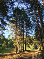 road in the forest