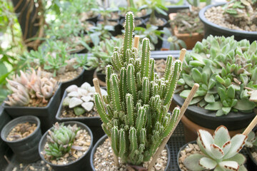 Dwarf Cactus Collection.Dwarf Cactus Shop.