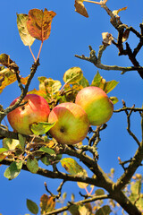 Ripe juicy apples on a branch in the garden