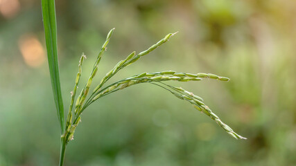 Ear of rice on green nature background.
