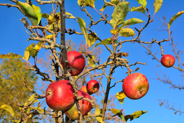 Ripe juicy apples on a branch in the garden