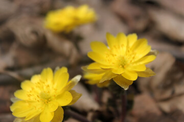 first spring yellow flowers of snowdrops on a background of dry leaves suitable for background
