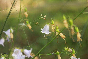 Spring flowers bells the background of grass macrophoto tenderness and beauty for the inscription