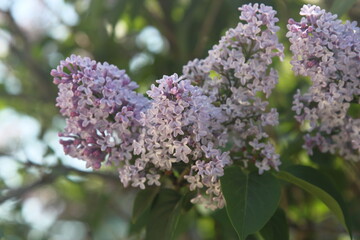 A bush of lilac flowers blooms a branch and leaves macro photo purple