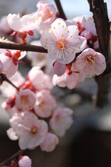 pink cherry blossoms gentle background flowering bush macrophoto sakura