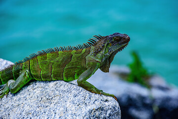 Wildlife and nature, marine Iguana. Green lizards iguana. Wildlife reptile in Florida.