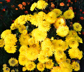 Yellow hrezantemy with lots of flowers