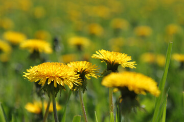 yellow dandelions on the field blue sky and serenity