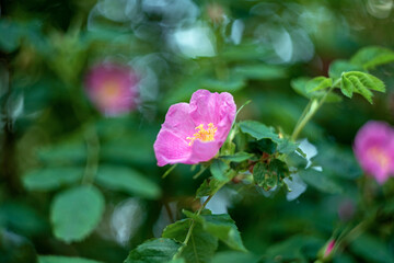 Obraz na płótnie Canvas Rosa rugosa (rugosa rose, beach rose) 