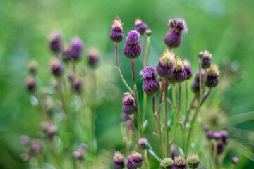 Carduus or Cardonnacum, thistle (plant)