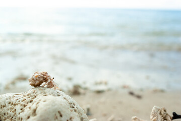 Fototapeta na wymiar 沖縄の海でみつけた珊瑚に乗った小さくてかわいい天然記念物のヤドカリ