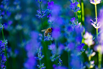 insects on purple lavender flower collecting pollen