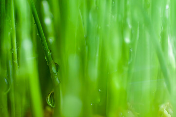 Green Grass macro background dew drop