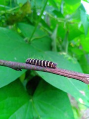 caterpillar on a branch