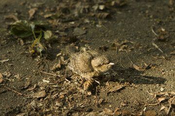 The bird blackbird chick fell out of the nest and sits in a park on the ground among the dried leaves.