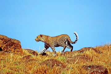 Leopard in Masai Mara Game Reserve.