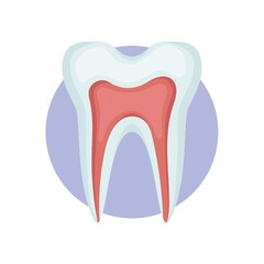 teeth with pulp