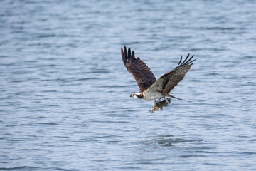 Osprey with fish