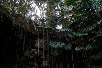 Naklejka premium Lush tropical foliage at the entrance of Kaumana Caves, a massive 1881 lava tube cave formed by Mauna Loa on the Island of Hawai'i.