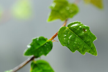 green leaves on a branch