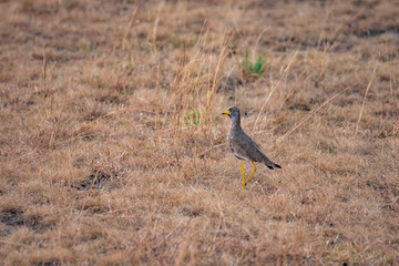 blue footed bird