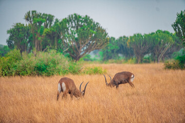 Naklejka premium antelope in the wild
