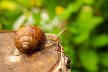  A garden snail crawls on a birch stump on a summer day.