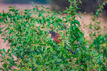 bird on the grass