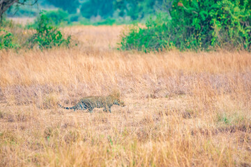 cheetah in the grass